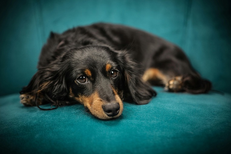 Long-Haired Dachshund