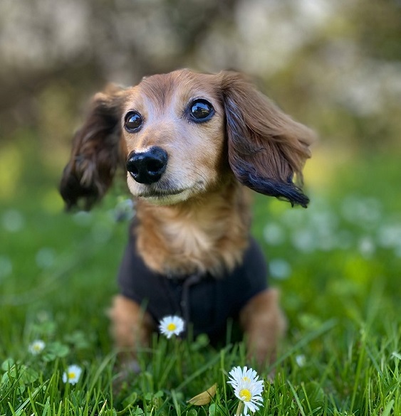 Long-Haired Dachshund