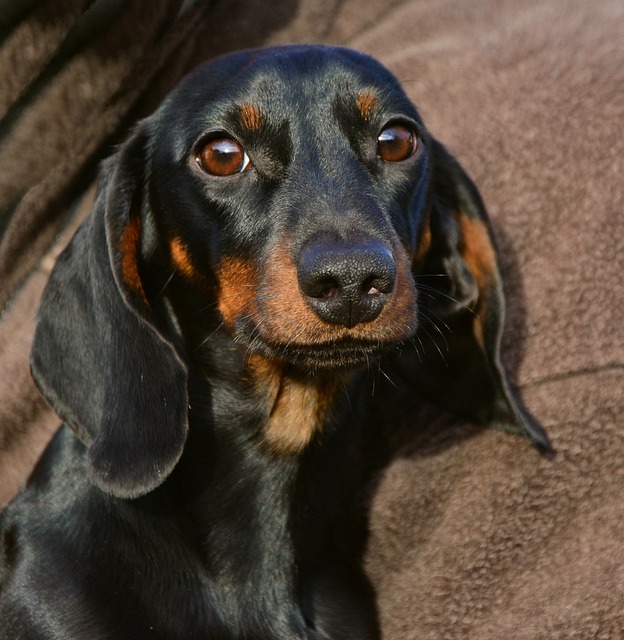 Long-Haired Dachshund