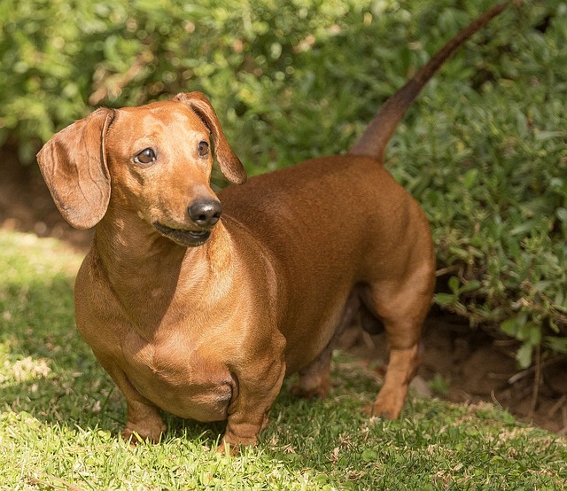 Long-Haired Dachshund