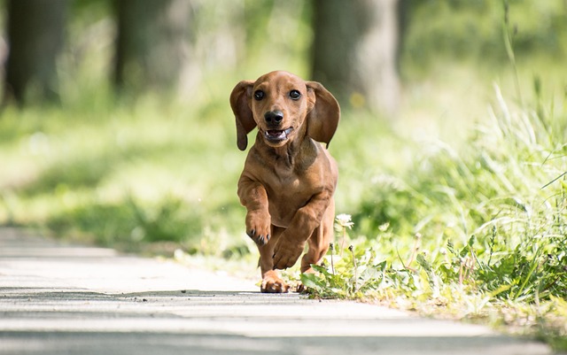 Long-Haired Dachshund