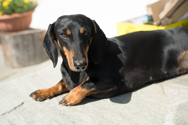 Long-haired dachshunds