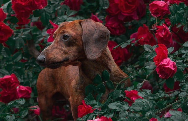 Long-Haired Dachshund