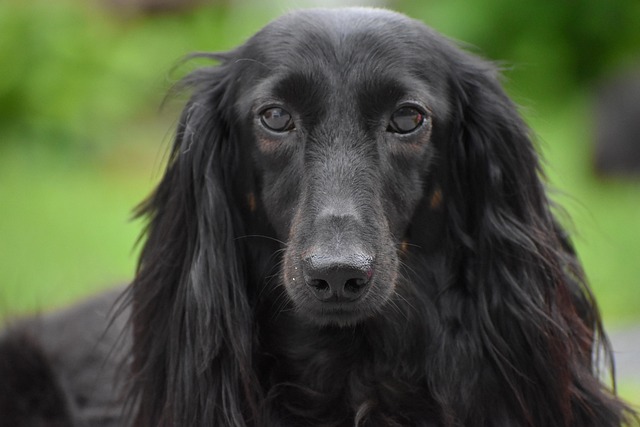 Long-Haired Dachshund