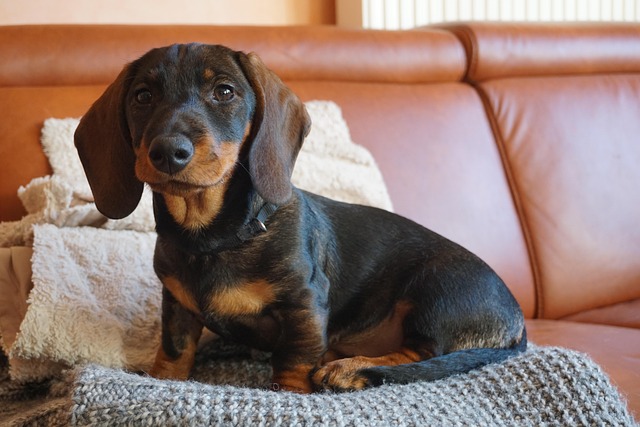 Long-Haired Dachshunds