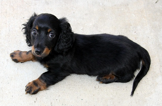 Long-Haired Dachshund