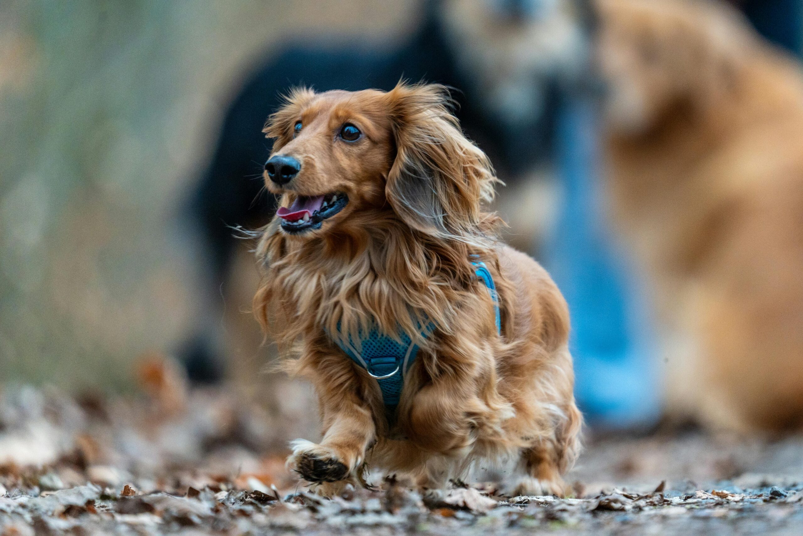 The Ultimate Guide to Long Haired Dachshunds: 5 Happy Tips & Must-Haves! 1 Long Haired Dachshunds thinking about the world